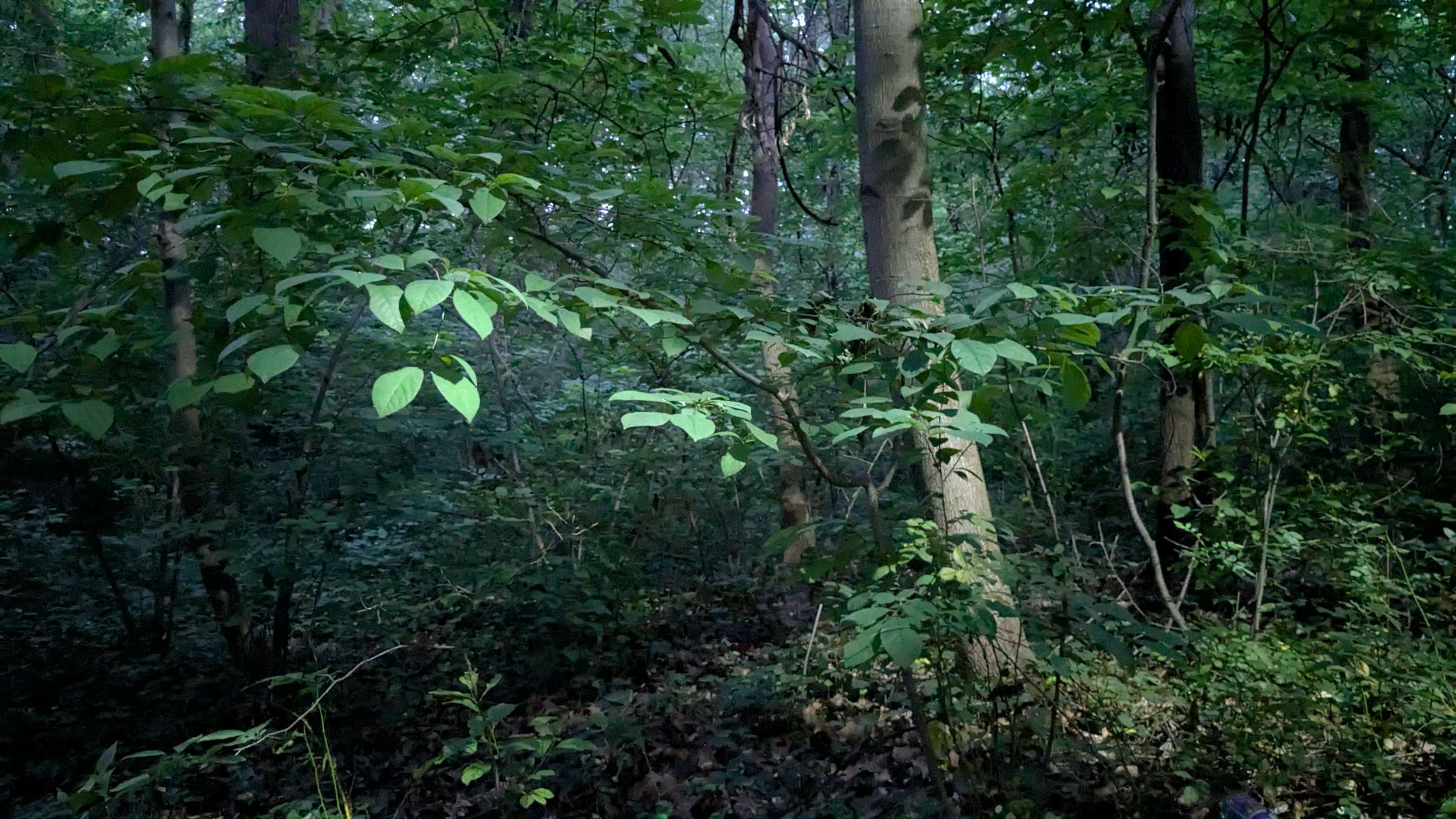 Photograph 12