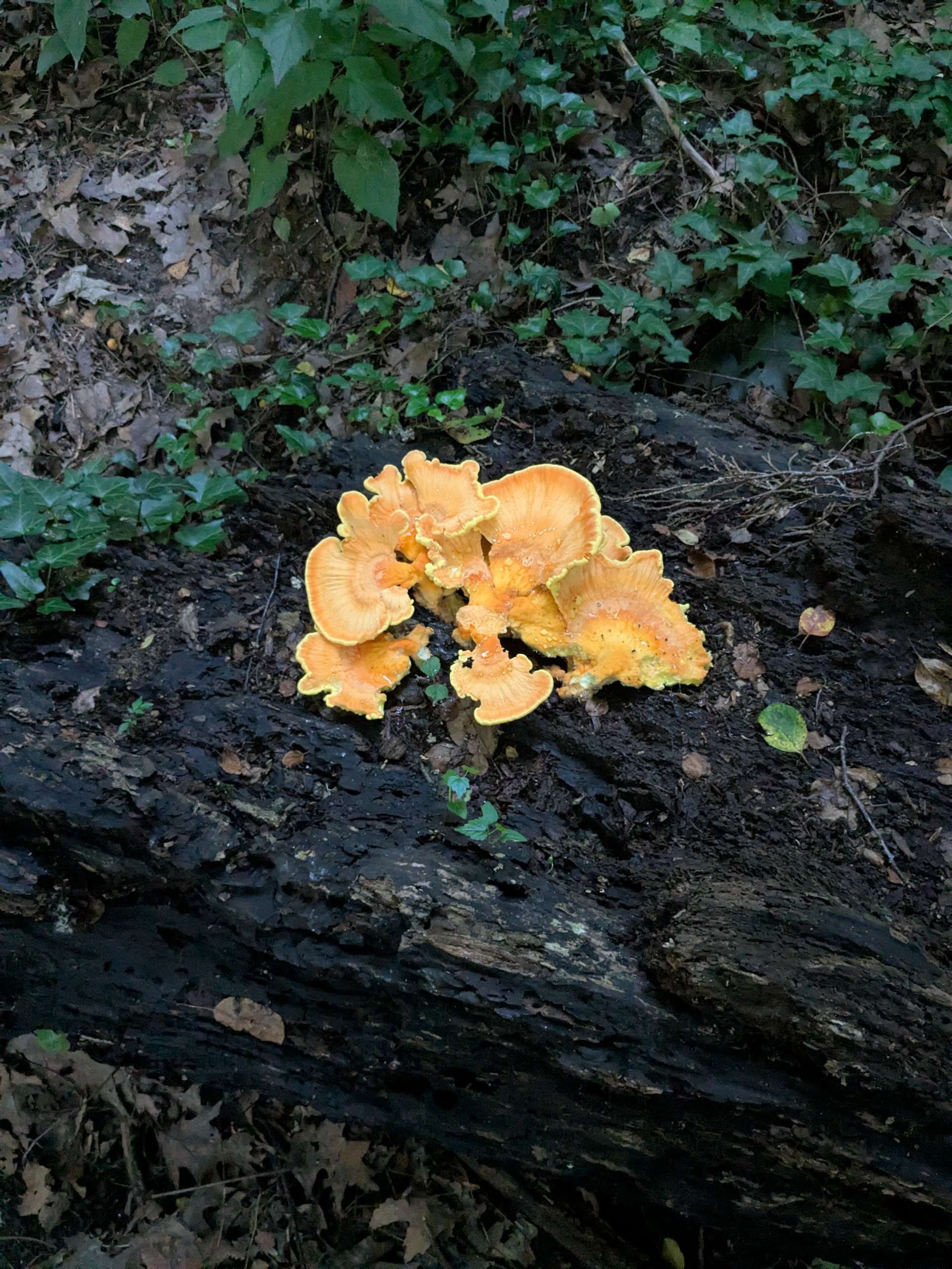 Photograph 13